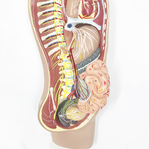 BMN/H025 okul İnsan sempatik sinir sistemi modeli otonom sinir anatomisi modeli - Product Image 5