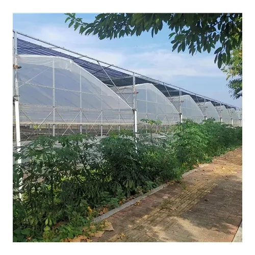 Agricoltura farm aquaponics sistemi di coltivazione idroponica agricoltura multi-span serra