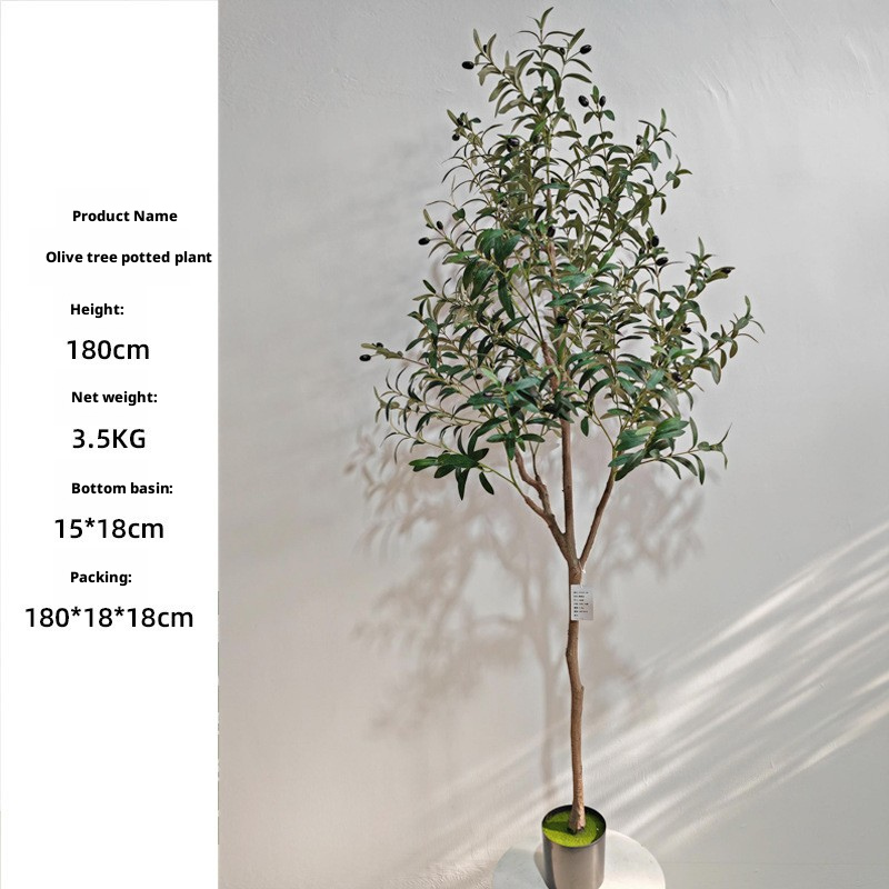 180cm Olive Tree