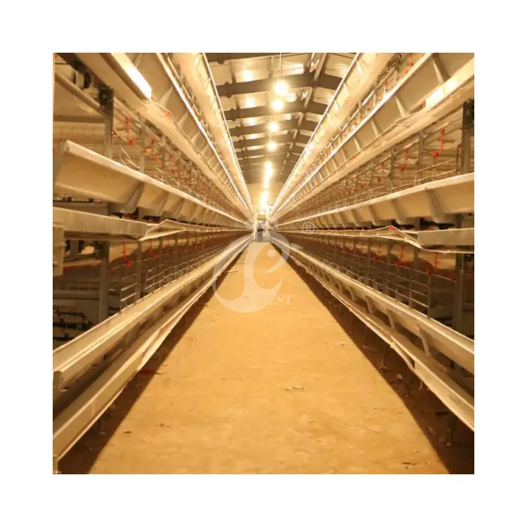10,000 kuş katmanları kafes A tipi döşeme tavuk tabakası Coop fabrika otomatik olarak tavuk tabakası kafesleri gıda ekleyin
