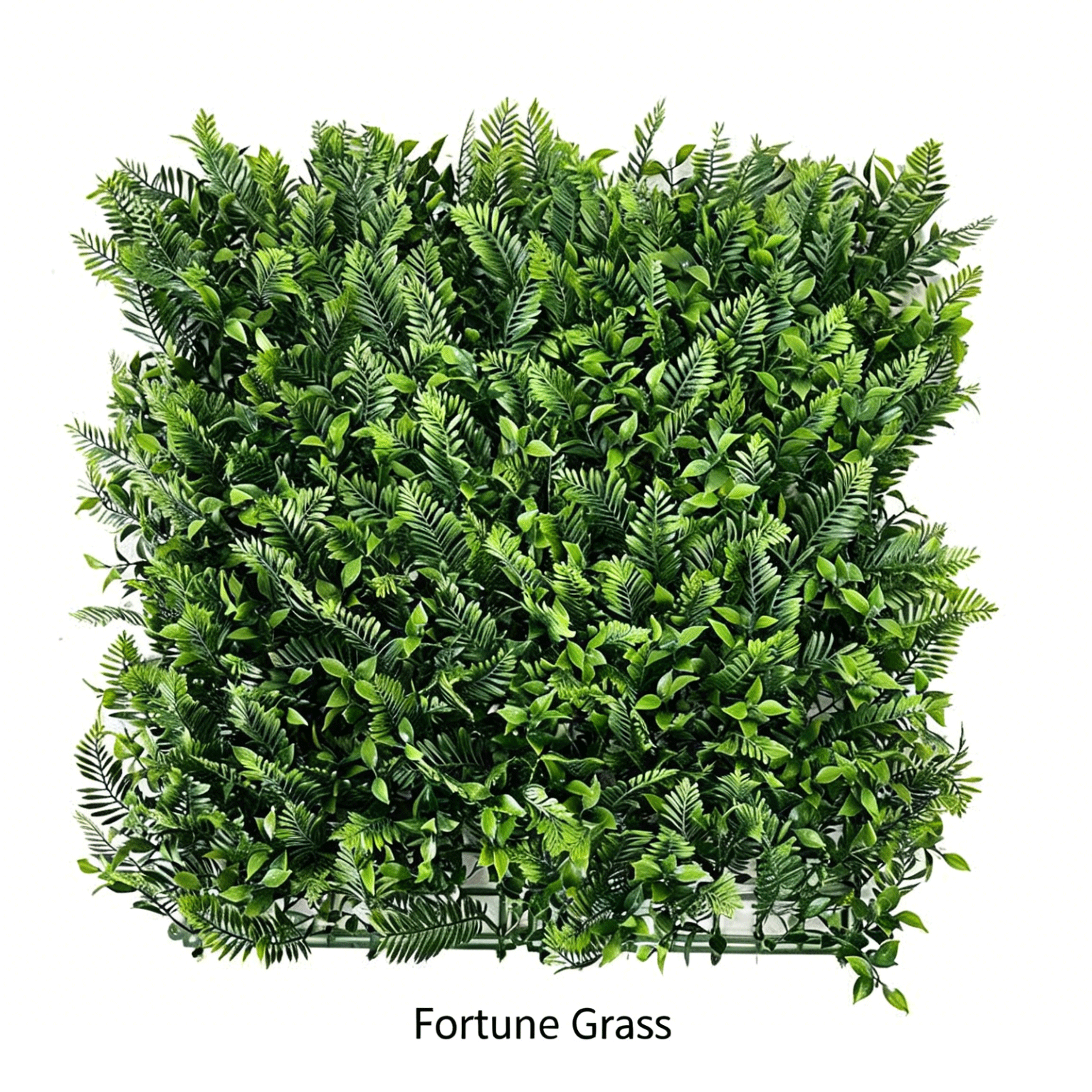 Herbe de fortune