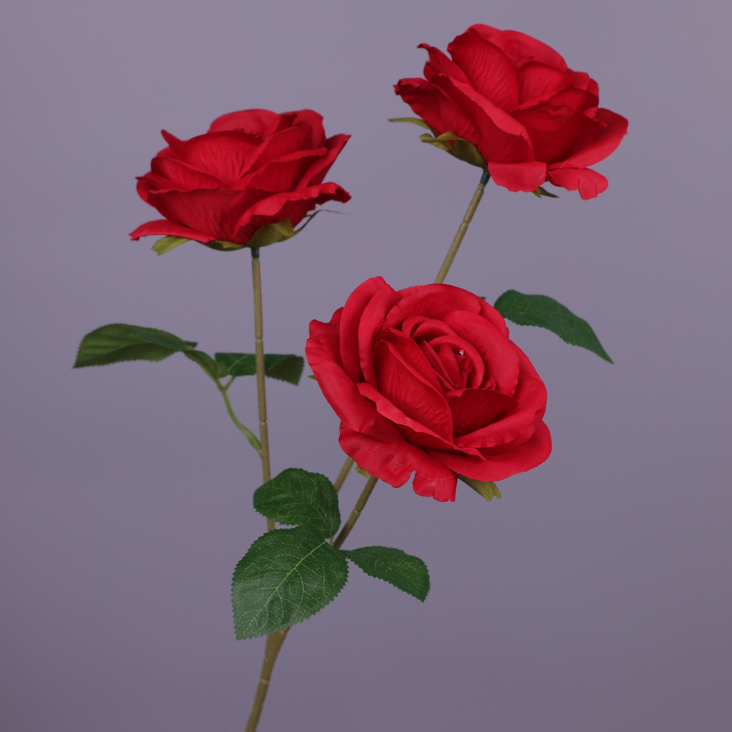 Carol mei-rouge-67 cm