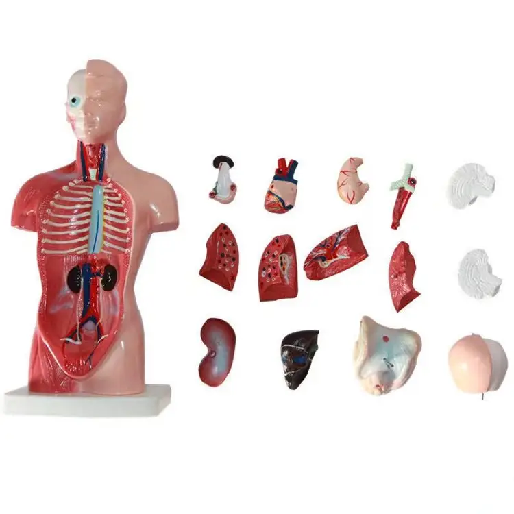 Juguete educativo modelo de cuerpo humano 28cm Torso órganos internos humanos modo anatómico enseñanza cuerpo anatomía corazón cerebro