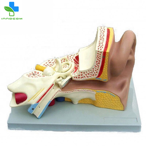 Tıp bilimi 3 parçaları işitme organları 3 kez büyütülmüş kulak modeli, PVC plastik insan kulak anatomik modeli eğitim için - Product Image 3