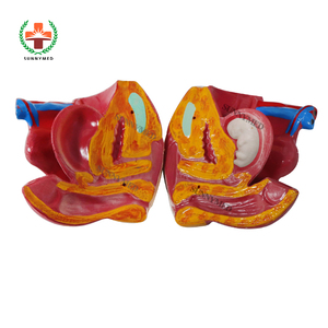 SY-N018 Medical Science Device <strong>Human</strong> Torso Model 85cm Sexless Torso Model Price - Product Image 6