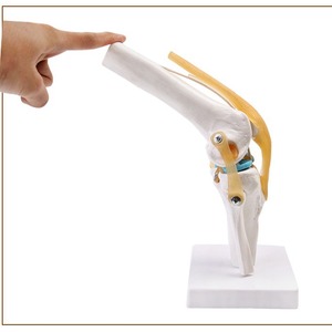 Orthopedic Teaching Display <strong>Human</strong> Knee Bone Model Functional <strong>Human</strong> Ligament <strong>Group</strong> for Training