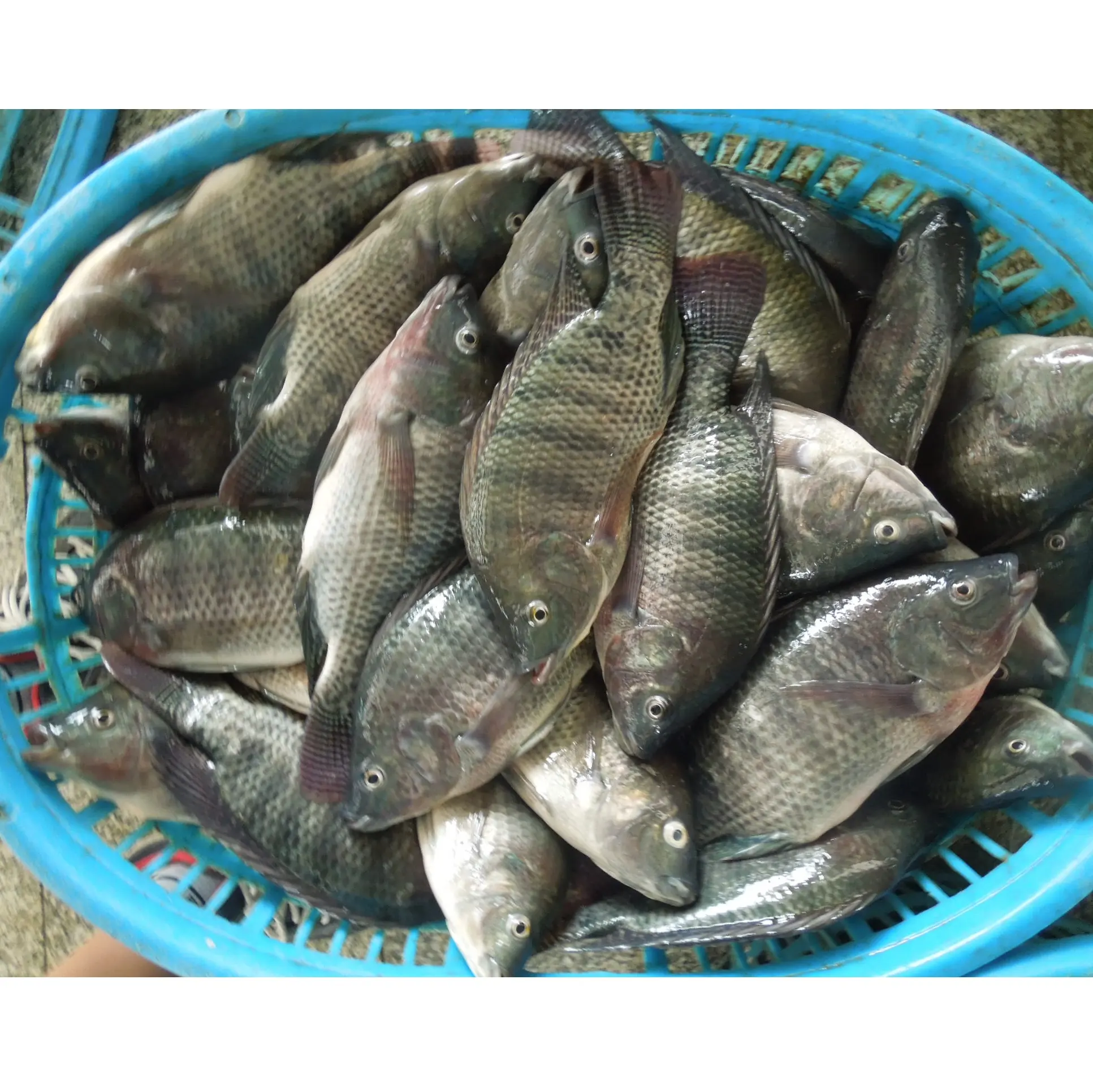 Pescado de Tilapia negro entero congelado del Nilo