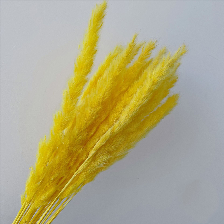 Bouquet d'herbe de la pampa 1