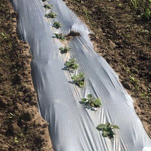 具有70-82% CACO3、LLPDE/HDPE和添加剂的PE填料母粒，塑料原料的最佳供应商 - Product Image 5