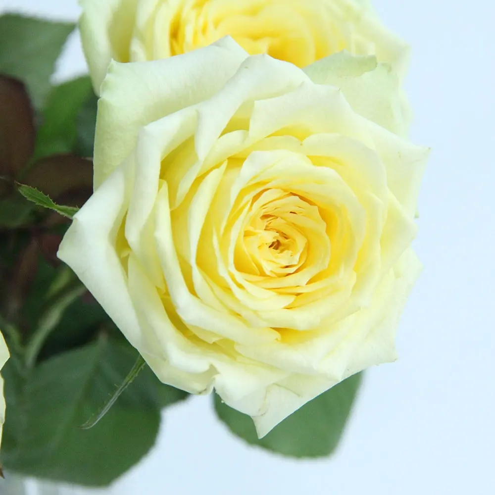 Yunnan vendita calda all'ingrosso fiori sfusi naturali Rose fresche tagliate a testa singola rosa per la decorazione della disposizione dei fiori di san valentino a casa