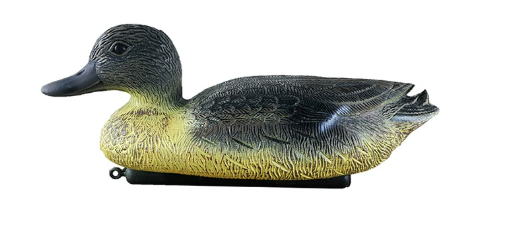 Grey duck