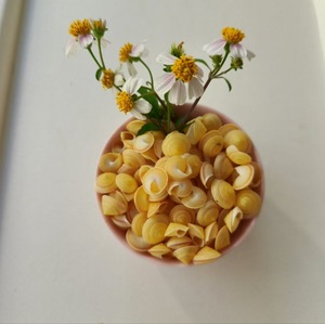 Mini Natural Yellow Snail <strong>Shells</strong> 1 to 1.2 Centimeters Polished Conch Seashell - Product Image 3