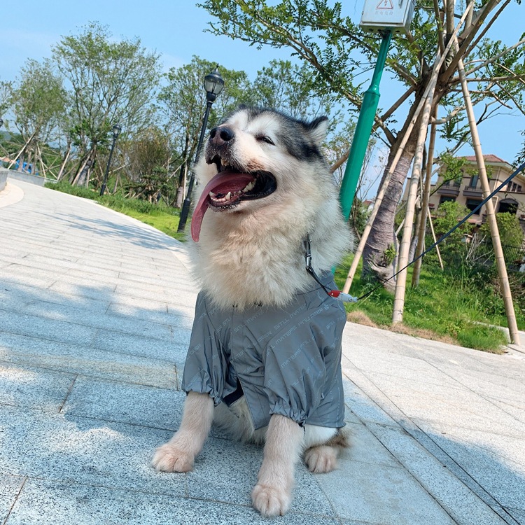 Chien
