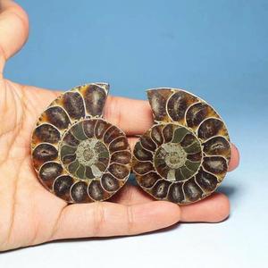 HZ Fósiles de amonita natural manteles individuales redondos rebanada de concha pulida Fósiles Conch - Product Image 5