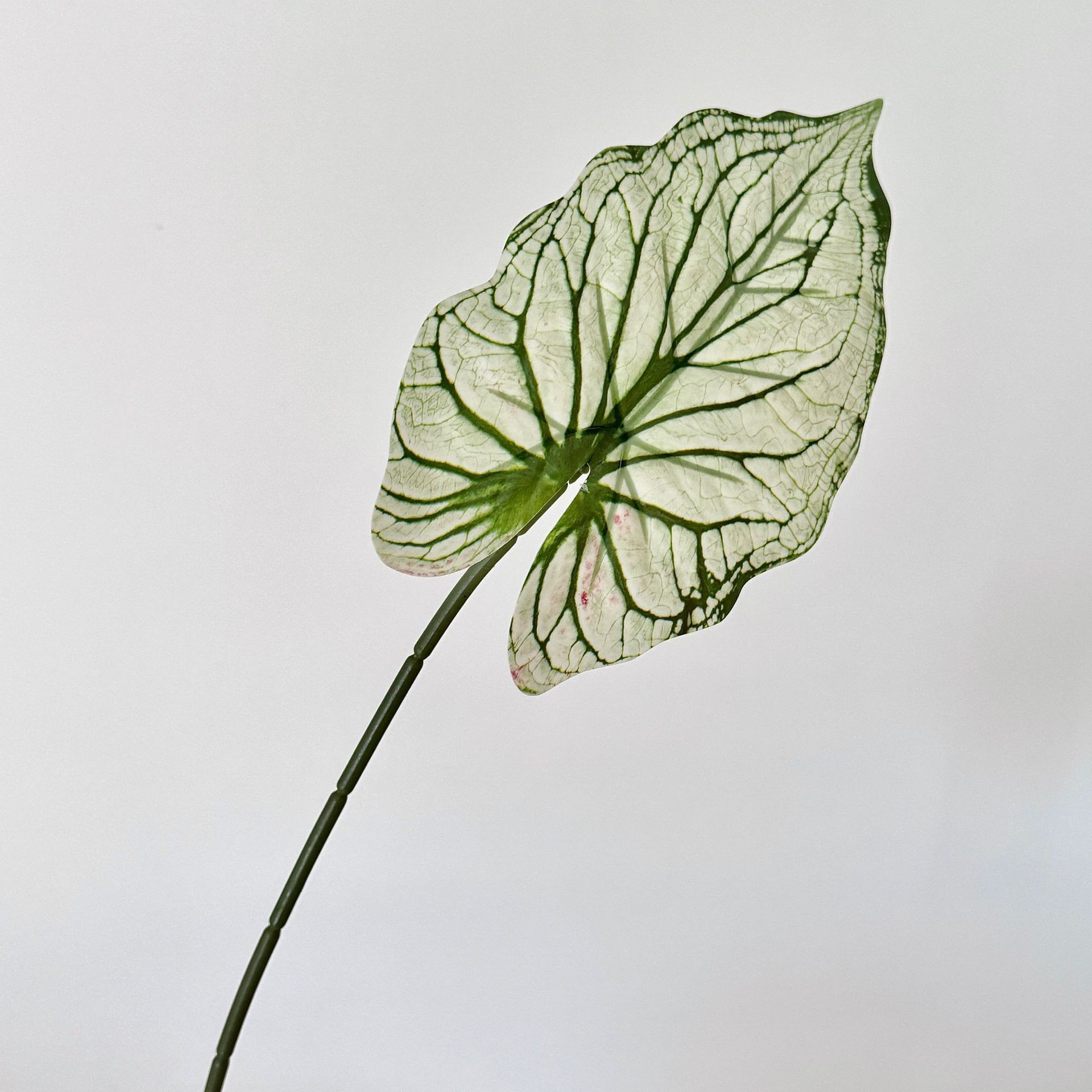 Green-striped white