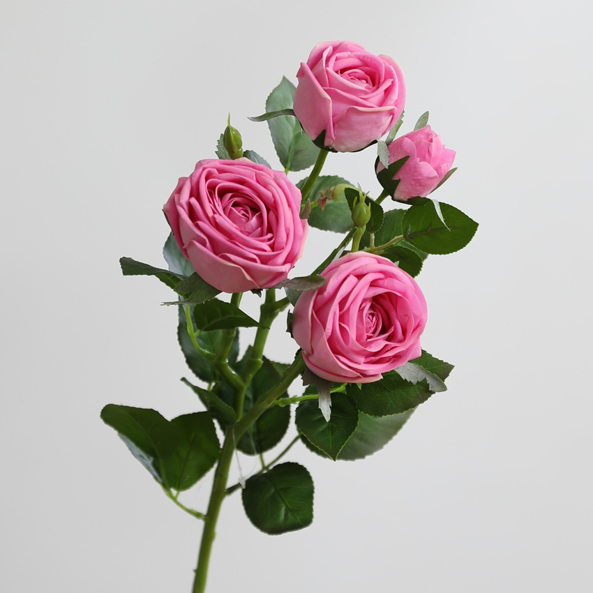 Rosa
