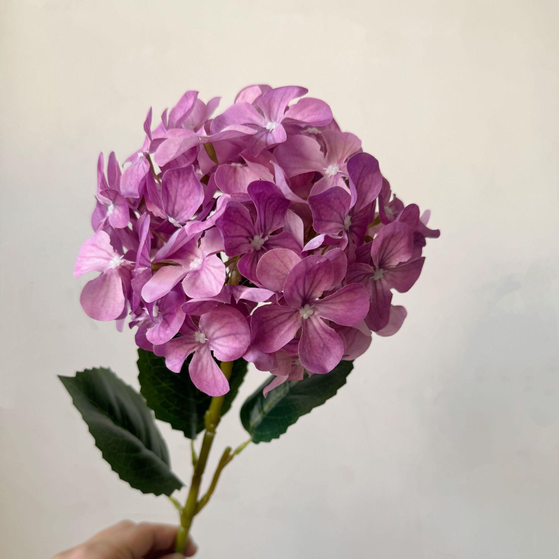 Rose violet