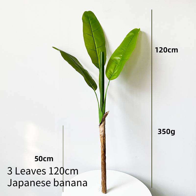 Japanese Banana 3 Leaves 120cm