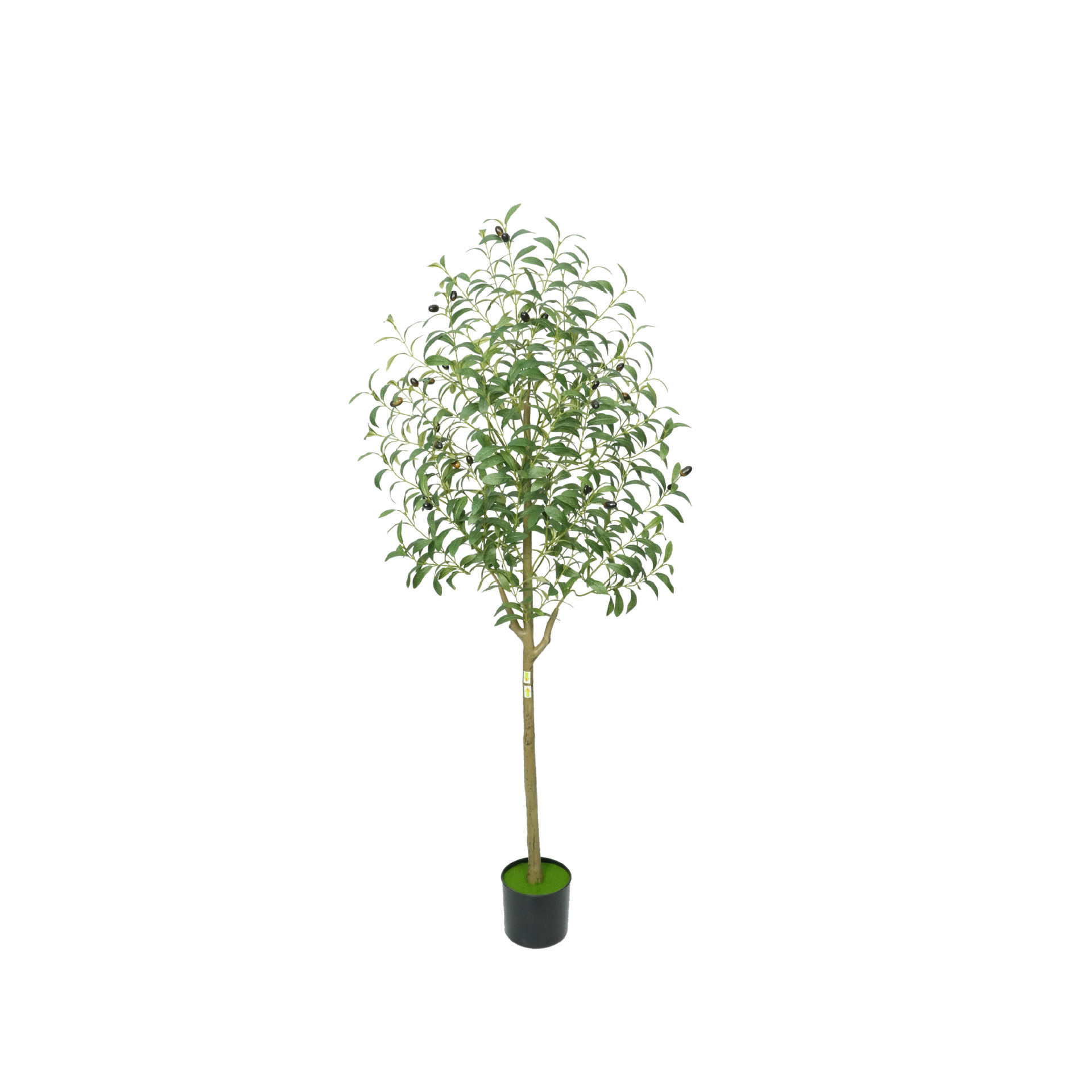 150cm export-quality olive tree