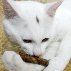 Juguete molar para mascotas, polvo de hierba gatera orgánica japonesa, aperitivos para gatos, juguetes secos de actinídia, polygama, Matatabi, palo de Silvervine - Product Image 6