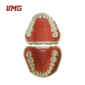 Learning Resources Standard Dental <strong>Tooth</strong> Model - Product Image 6