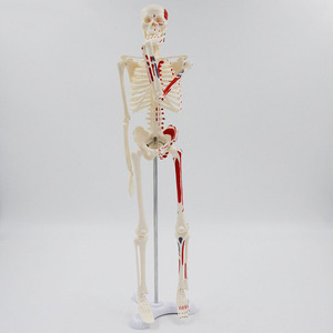 2025 New KRC Medical Colored <strong>Human</strong> Plastic Skeleton Anatomy Model Life Size 3D 180cm Skeleton Anatomical Models for Educational - Product Image 3
