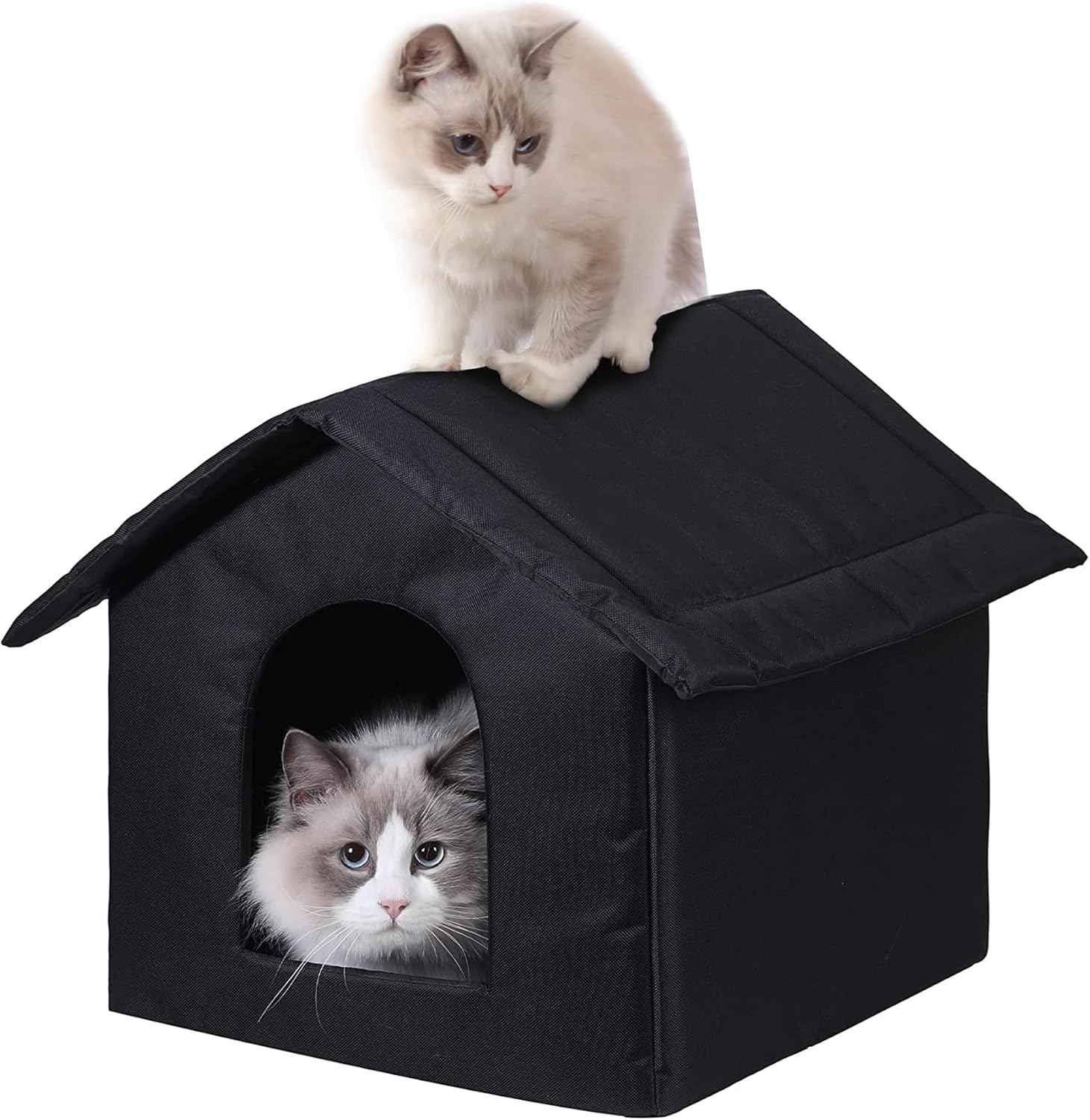 Black cat house