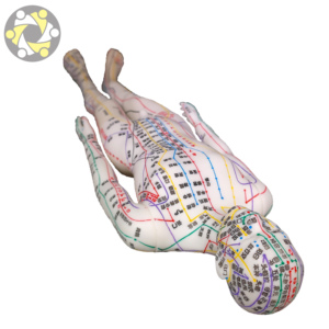 医療科学人体解剖学モデル鍼治療モデル - Product Image 1