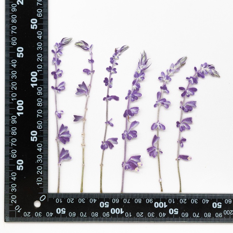 MH720 Yichuangziwuye Violet naturel