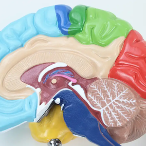 Scienza medica umana destra struttura del cervello modello di anatomia del cervello mostra le aree di funzione del cervello per le risorse di insegnamento - Product Image 5