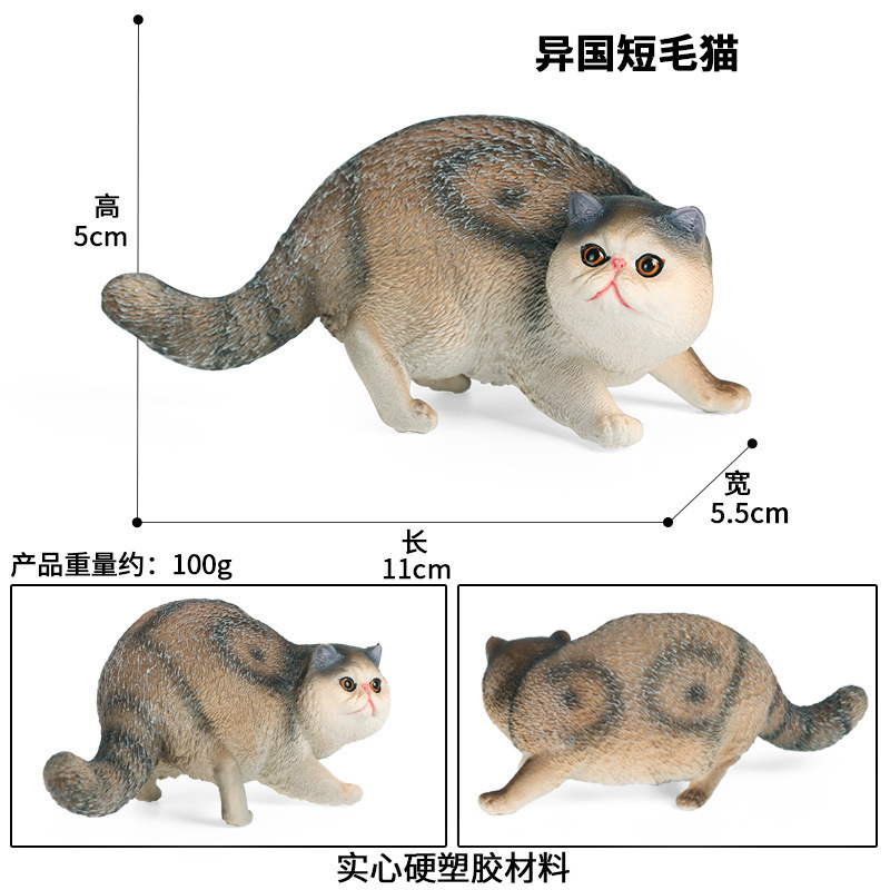 Chat Exotic Shorthair M-1547 (Gris)