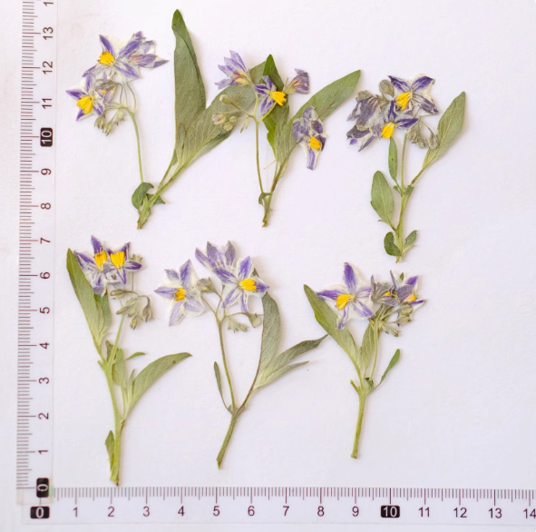 MH651-Leaves avec Branches-5-8cm-6pcs