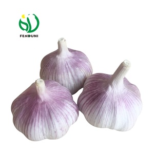 大蒜出口商中国供应天然大蒜/Ajo/Alho 4.5厘米-6.5厘米纸箱/袋包装出口质量