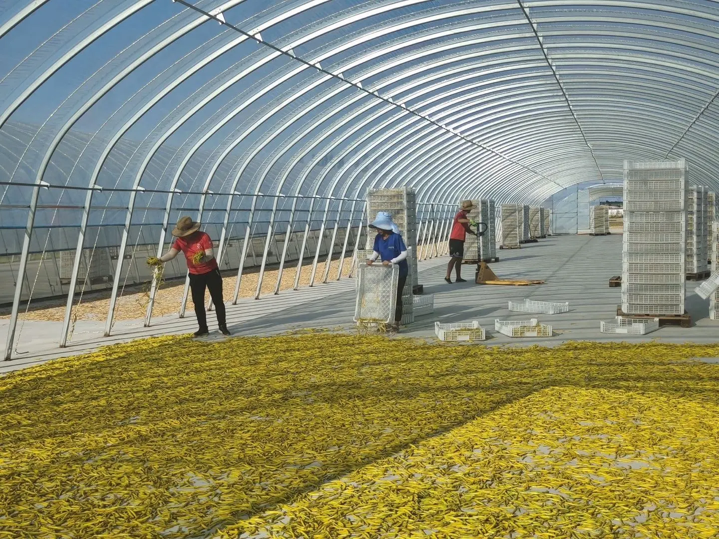 Natuurlijke Gedroogde Verse Daglelie Gedehydrateerde Plantaardige Gezonde Bloementhee Met Hoge Kwaliteit