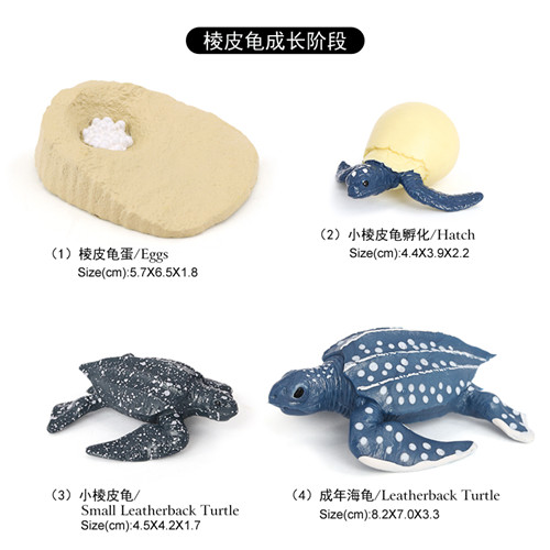 2425 Cycle de vie de la tortue luth