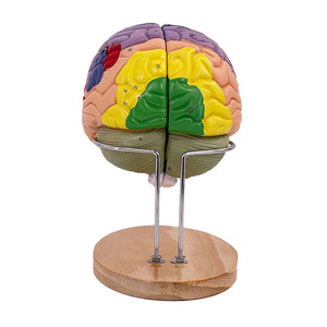 Detachable Human Anatomy <strong>Brain</strong> Model the <strong>Functional</strong> Localization Model of Cerebral Cortex - Product Image 6