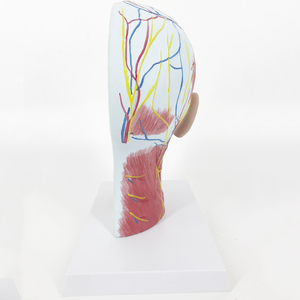 BMN/H011 Model of <strong>Nerve</strong> Attached to Blood Vessels in the <strong>Median</strong> Sagittal Section of the Head for Medical Science - Product Image 6
