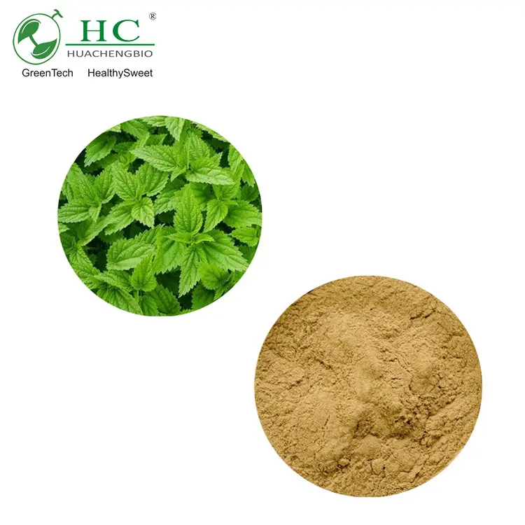 Huacheng Biotech Factory Directly Supply Nettle Extract Powder