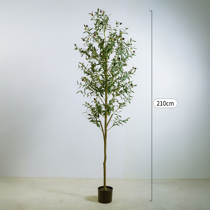 2,1 mètres quatre oliviers standards