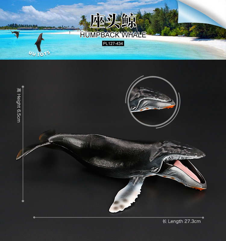 434 Baleine à bosse