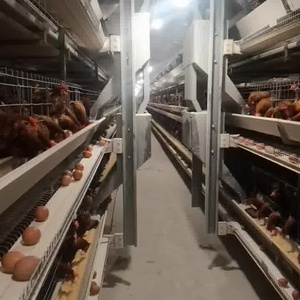 高品质自动蛋层电池养鸡场蛋鸡笼新型钢粪带家兔畜笼待售 - Product Image 1