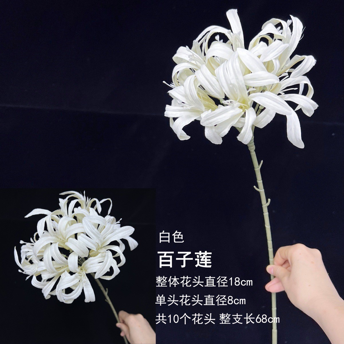 Agapanthe blanc