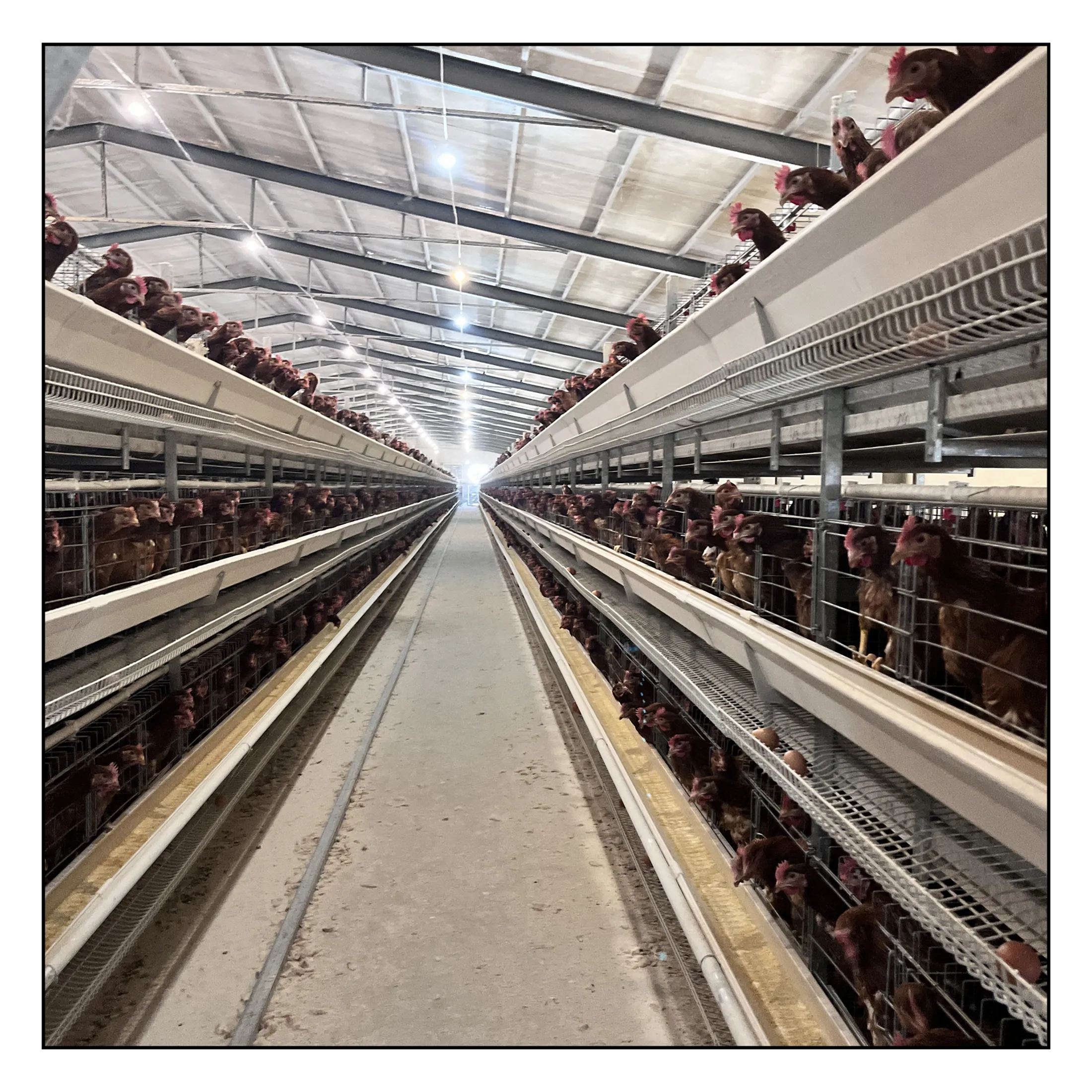 Yüksek kaliteli H tipi tavuk yumurtlama kafesi pil kafes çiftlik tavuk çiftlikleri kanatlı ekipmanları