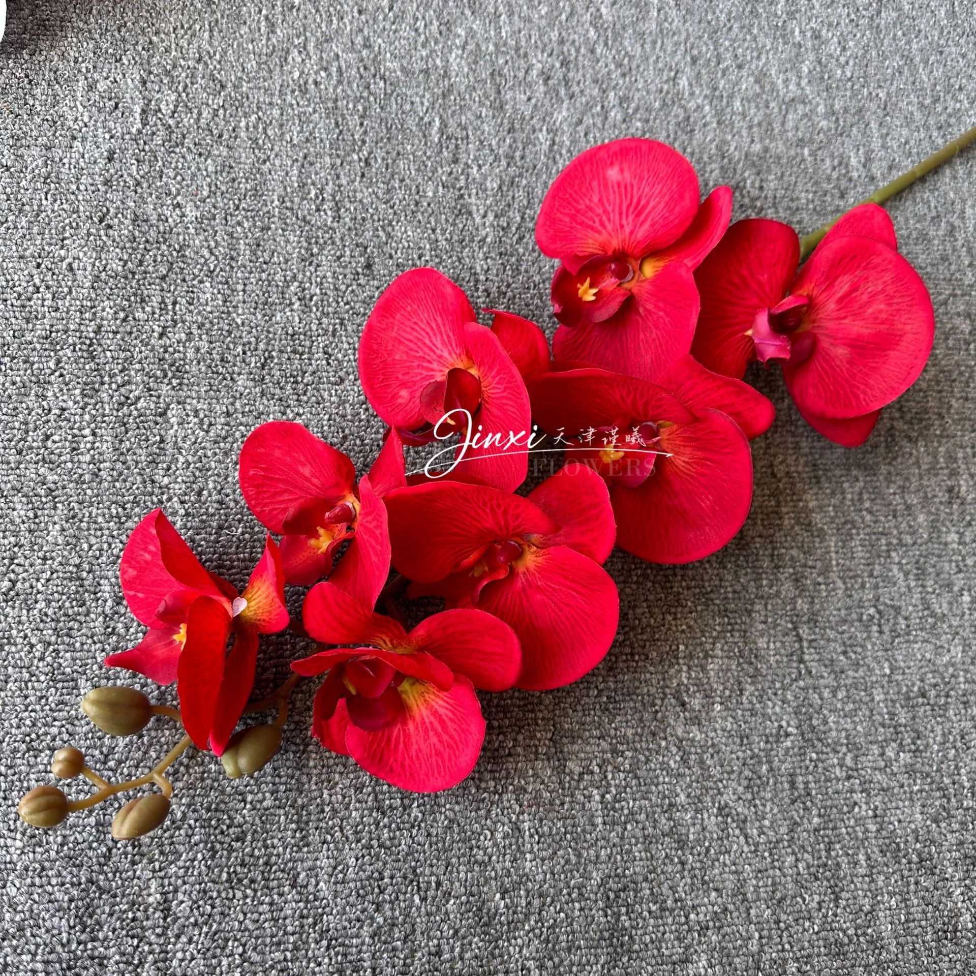 Orchidée Phalaenopsis