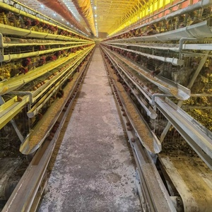 3層と4層のH型鶏飼育用ケージに使用される動物用ケージ農場および小売業向け - Product Image 6