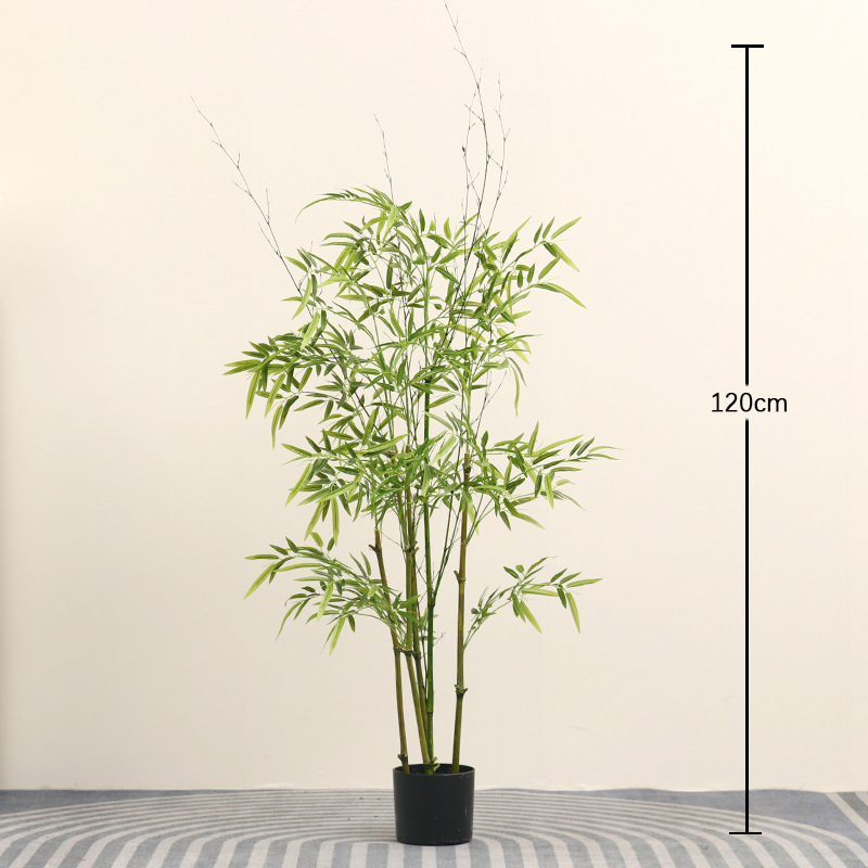 Pot120cm ไม้ไผ่สีม่วง