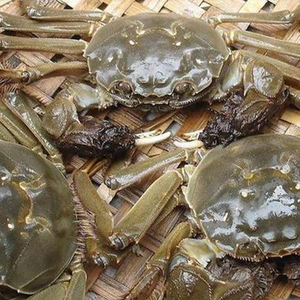 エビとカニの養殖: 給餌の誘導、成長の促進、腸内混合飼料添加物の調節 - Product Image 4