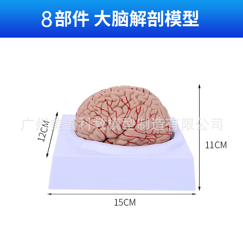 Natural Brain Anatomy (Unlabeled)