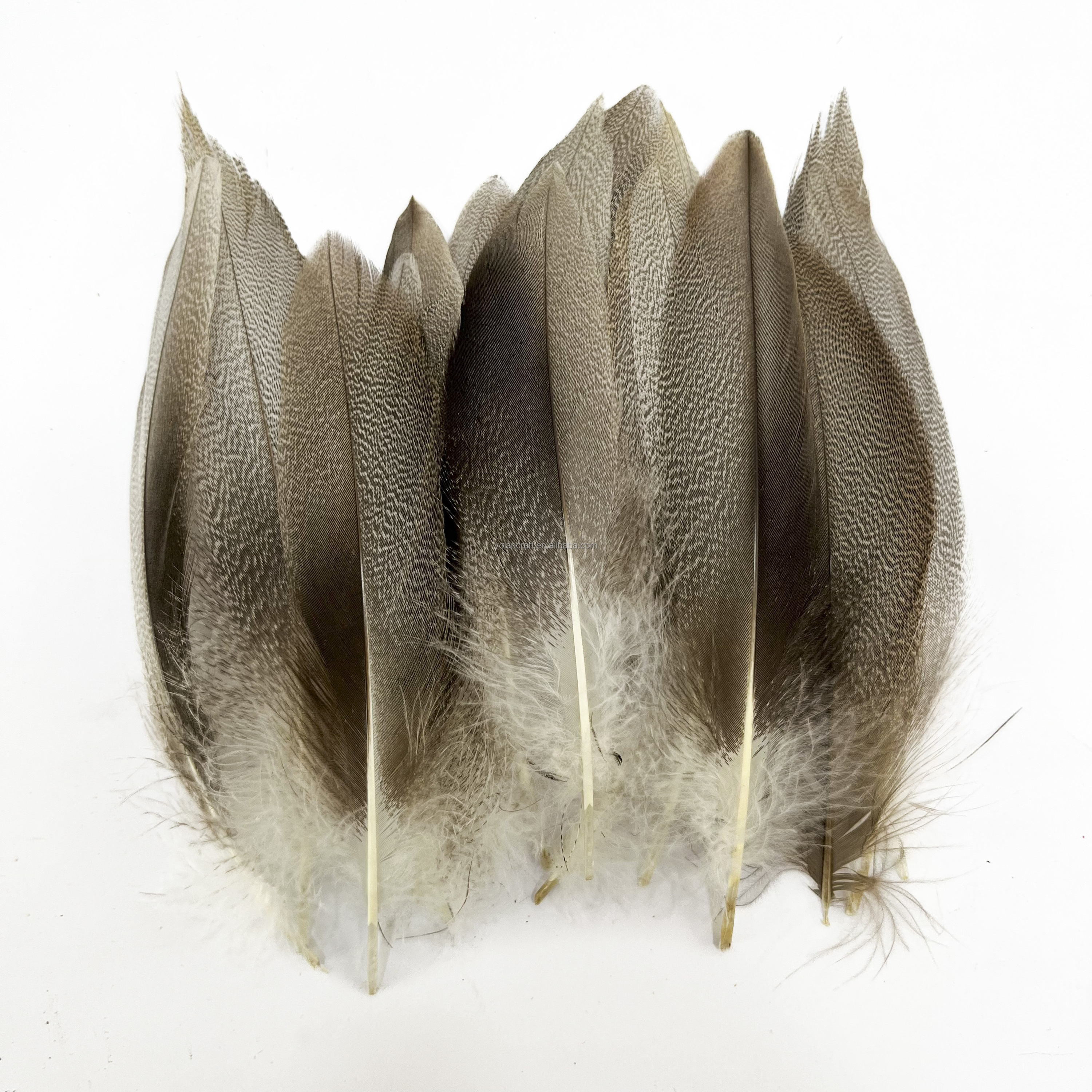 Pluma de cuerpo de pato real gris