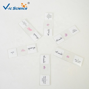 Lames d'histologie orale humaine Lames de dent d'histologie orale Ensemble de lames de microscope de pathologie humaine - Product Image 5